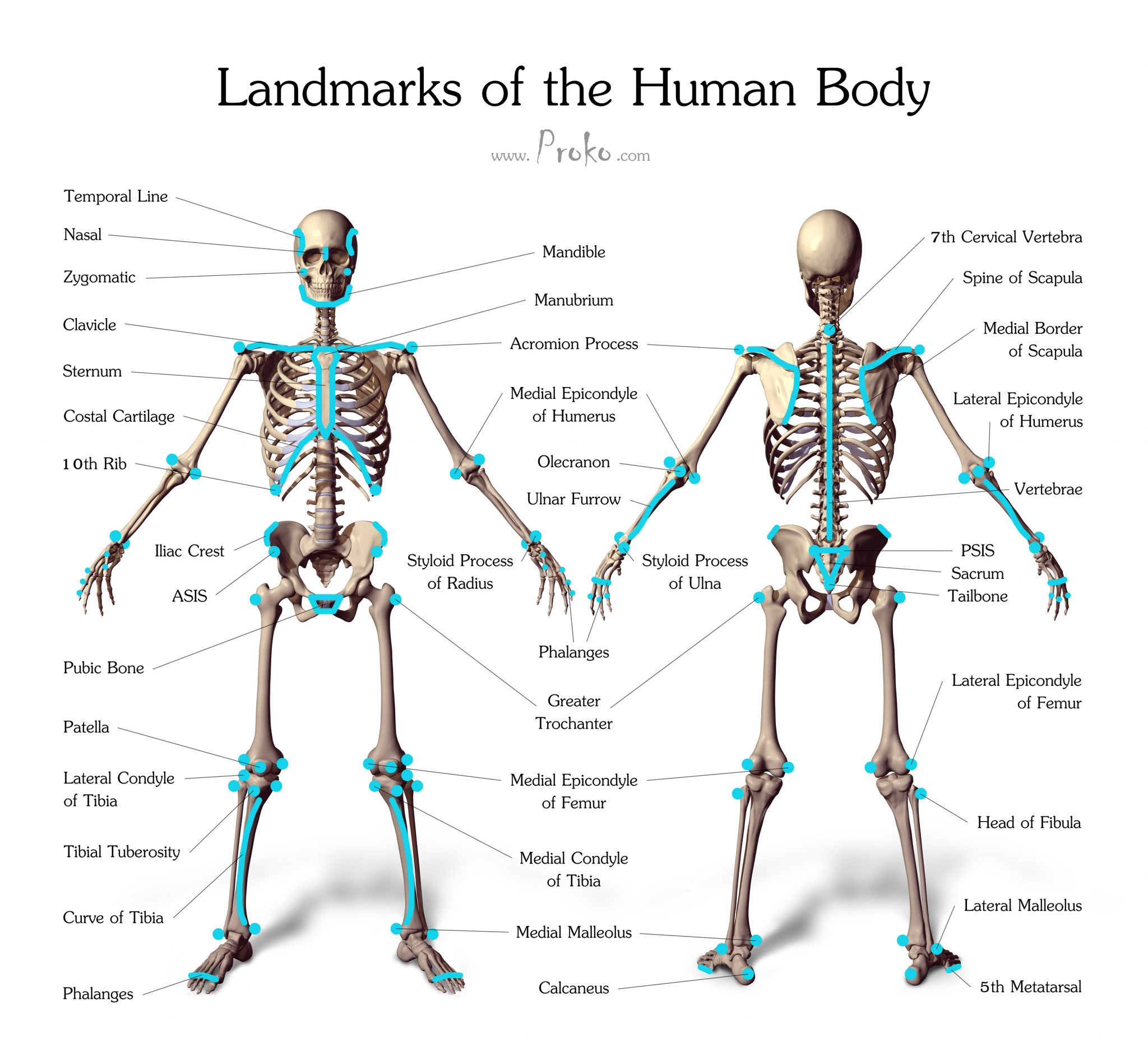 figure drawing landmarks