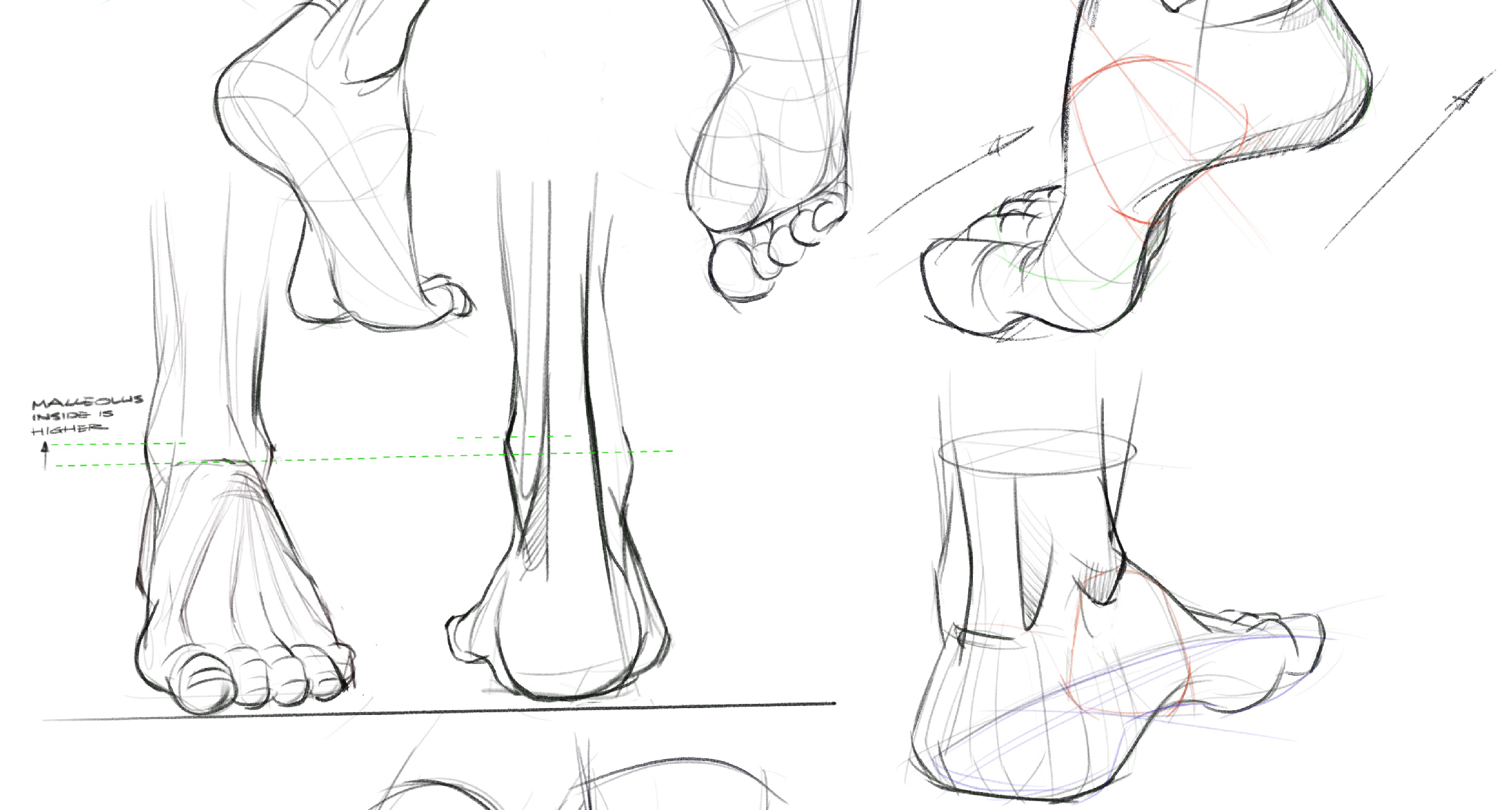 Read more about the article Shoes and Feet Anatomy